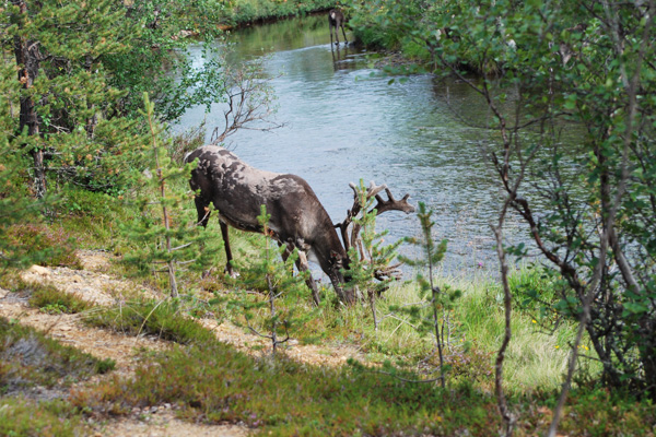 Porot liikkuvat usein majan pihapiirissä.