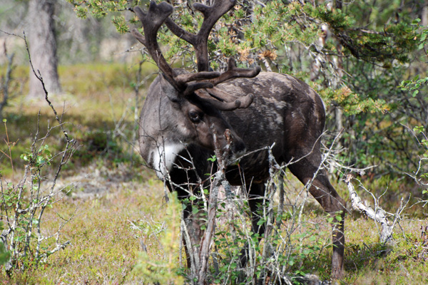Porot liikkuvat usein majan pihapiirissä.