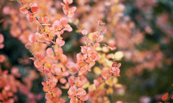 Maaruskassa loistaa kaikki keltaisen ja punaisen sävyt.