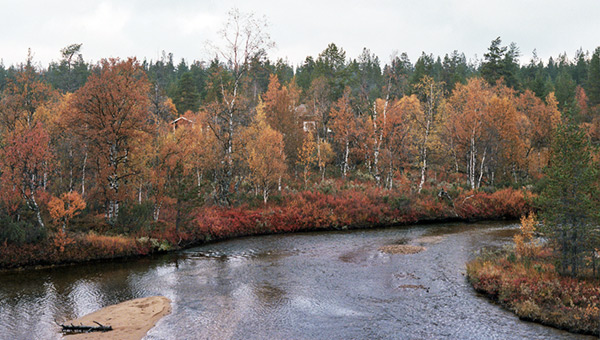 Syksyn ruska hehkuu Kakslauttasjoen mutkassa.